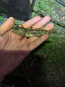 Round Goby