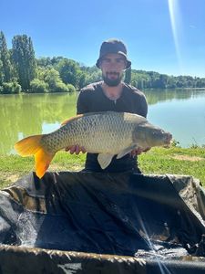 Common Carp