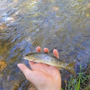 Brown Trout