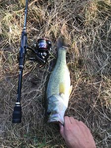 Largemouth Bass