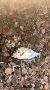 Fork-Tailed Threadfin Bream