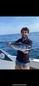 Atlantic Bonito