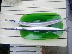 Garfish