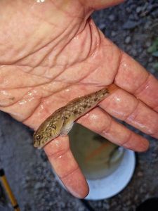 Round Goby