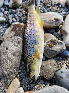 Brown Trout