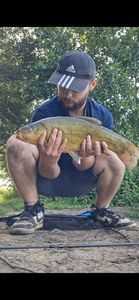Tench