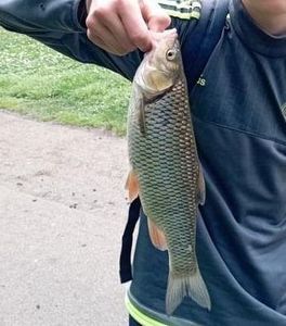Chub