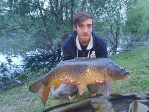 Common Carp