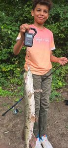 Northern Pike