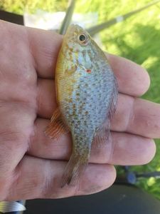 Green Sunfish