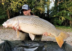 Common Carp