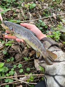 Brown Trout