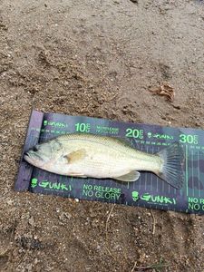 Largemouth Bass