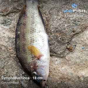 Symphodus Tinca
