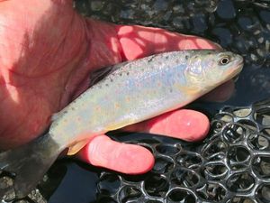 Brown Trout
