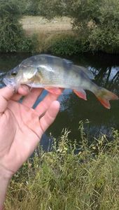European Perch