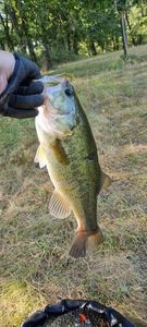 Largemouth Bass