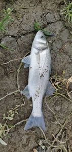 European Bass (Seabass)