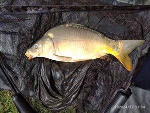 Mirror Carp