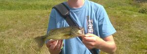 Largemouth Bass