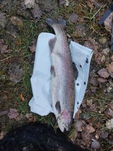 Rainbow Trout