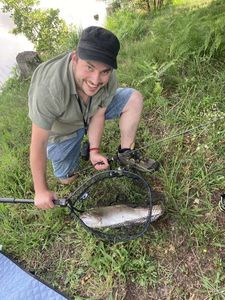 Rainbow Trout