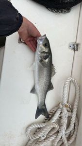 European Bass (Seabass)