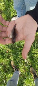 Round Goby