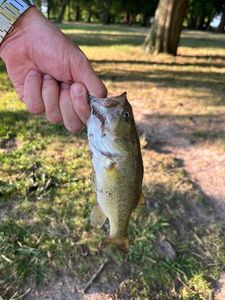 Largemouth Bass