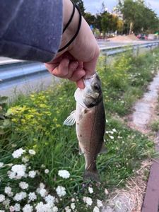 European Bass (Seabass)