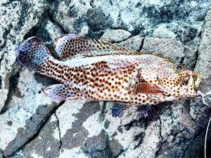Areolate Grouper
