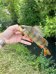 European Perch