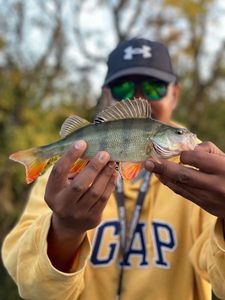 European Perch