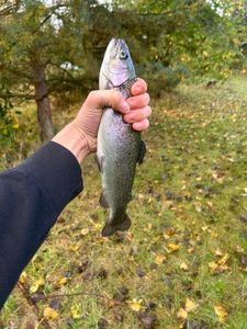 Rainbow Trout