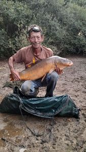 Mirror Carp