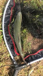 Rainbow Trout