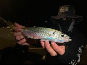 Mediterranean Horse Mackerel