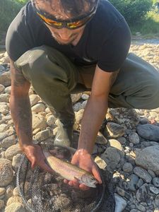 Rainbow Trout