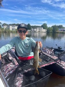Northern Pike