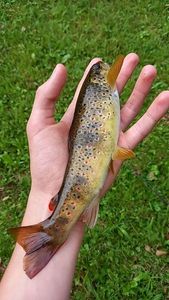 Brown Trout