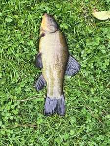 Tench