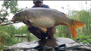 Common Carp