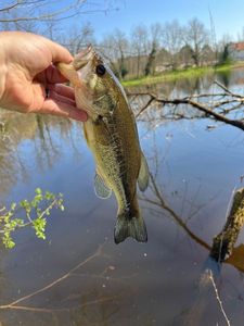 Largemouth Bass