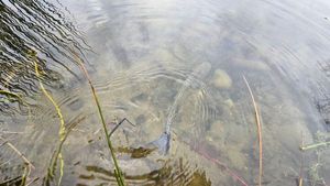 Rainbow Trout