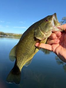Largemouth Bass