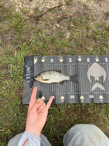 Roach