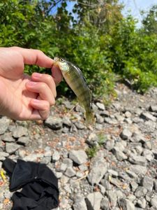 Yellow Perch