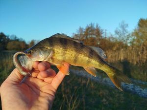 European Perch