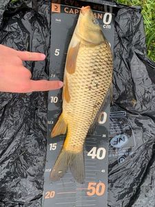 Common Carp