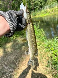 Northern Pike